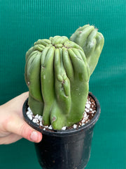 Cereus Peruvianus 'Monstrose'