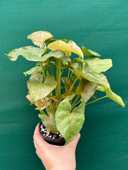 Syngonium 'Berry’