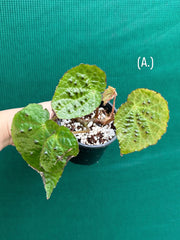 Begonia ferox