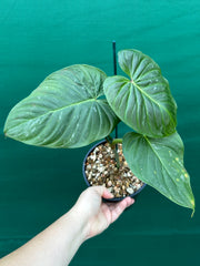 Philodendron 'Majestic' (Verrucosum x Sodiroi)