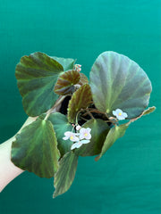 Begonia tagbanua variegated NEW