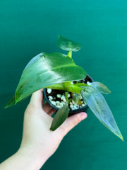 Philodendron ‘Martianum’ NEW
