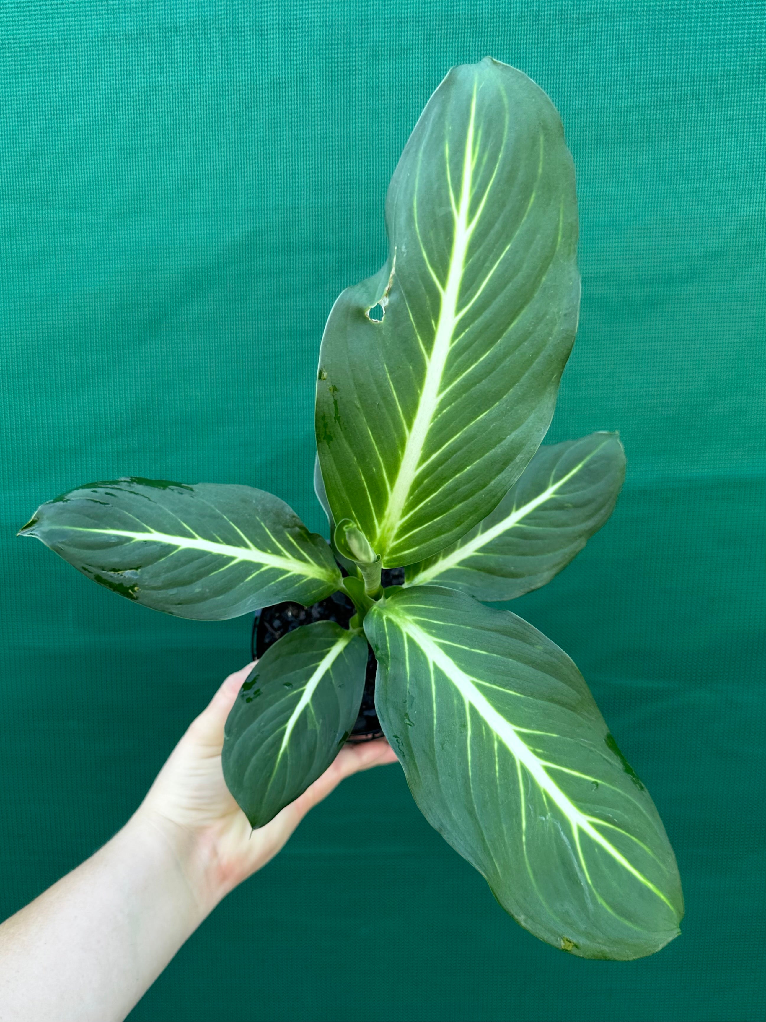 dieffenbachia sterling care Dieffenbachia 'Sterling' NEW