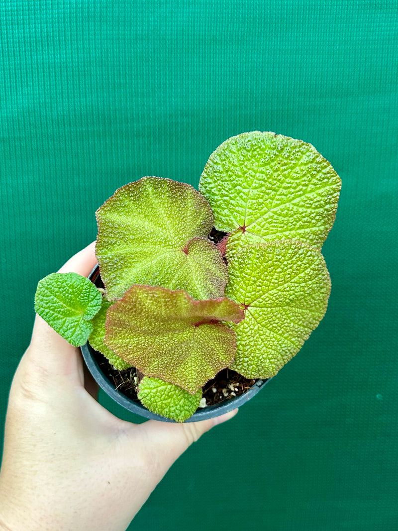 Begonia ‘Soli Mutata’