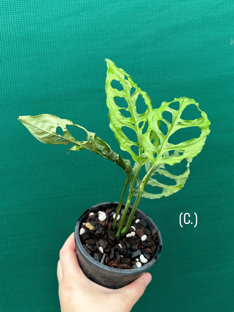 Monstera obliqua 'Peru'