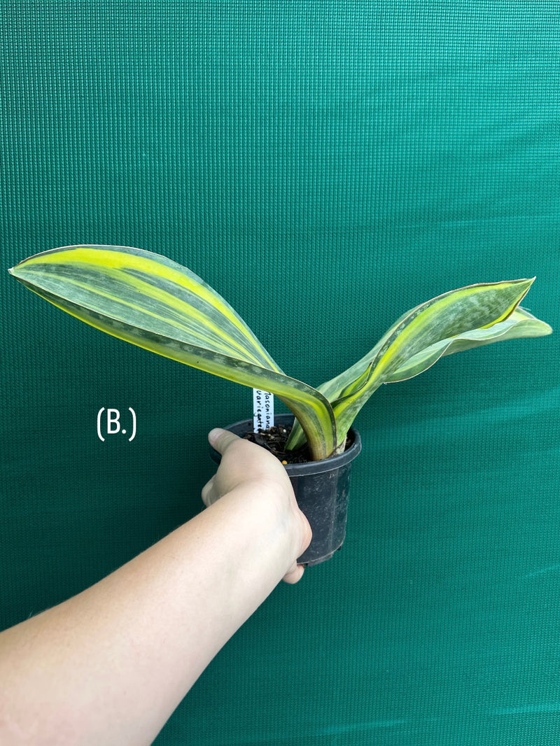 sansevieria masoniana yellow variegated Sansevieria Masoniana Variegated