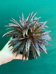 Dyckia