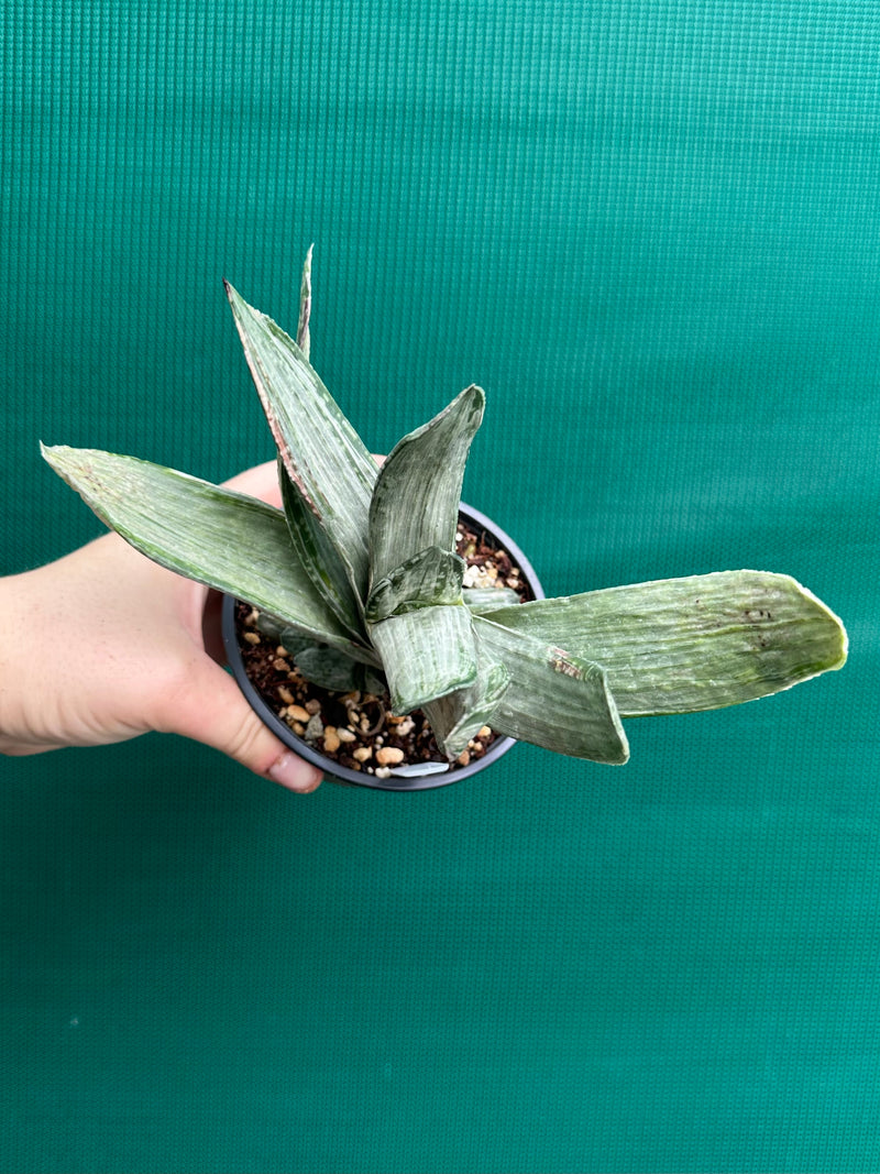 Gasteria nigricans var. marmorata f. variegata