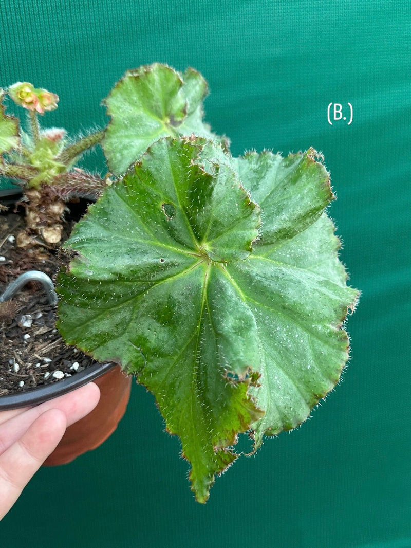 Begonia NOID 32