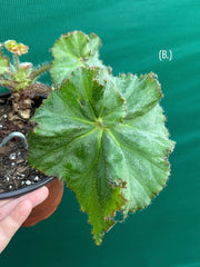 Begonia NOID 32
