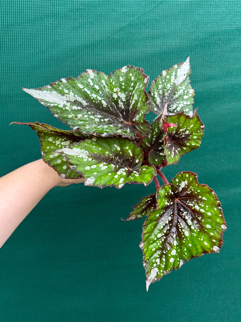 Begonia NOID 66