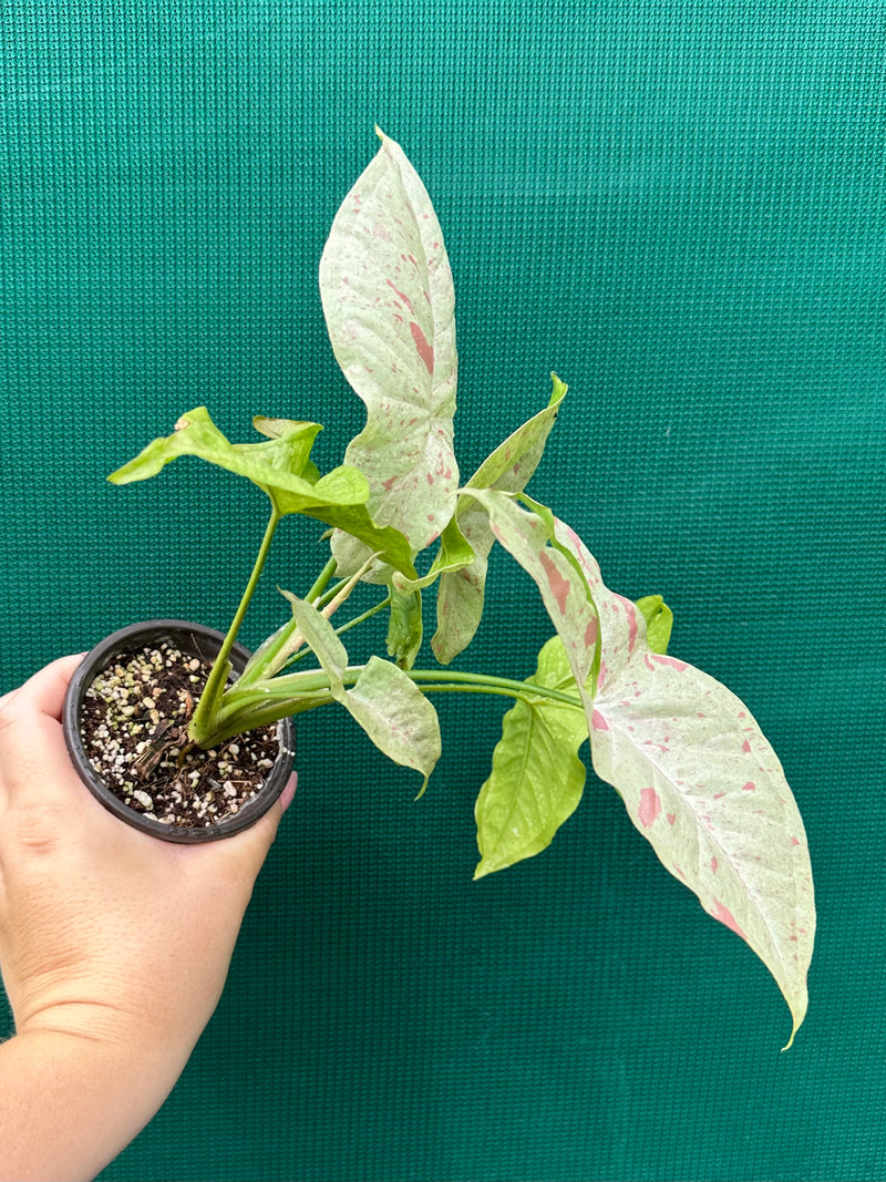 Syngonium ‘Confetti’