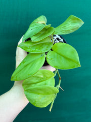 Schindapsus Treubii Moonlight