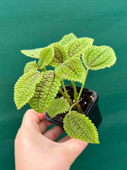 Pilea involucrata