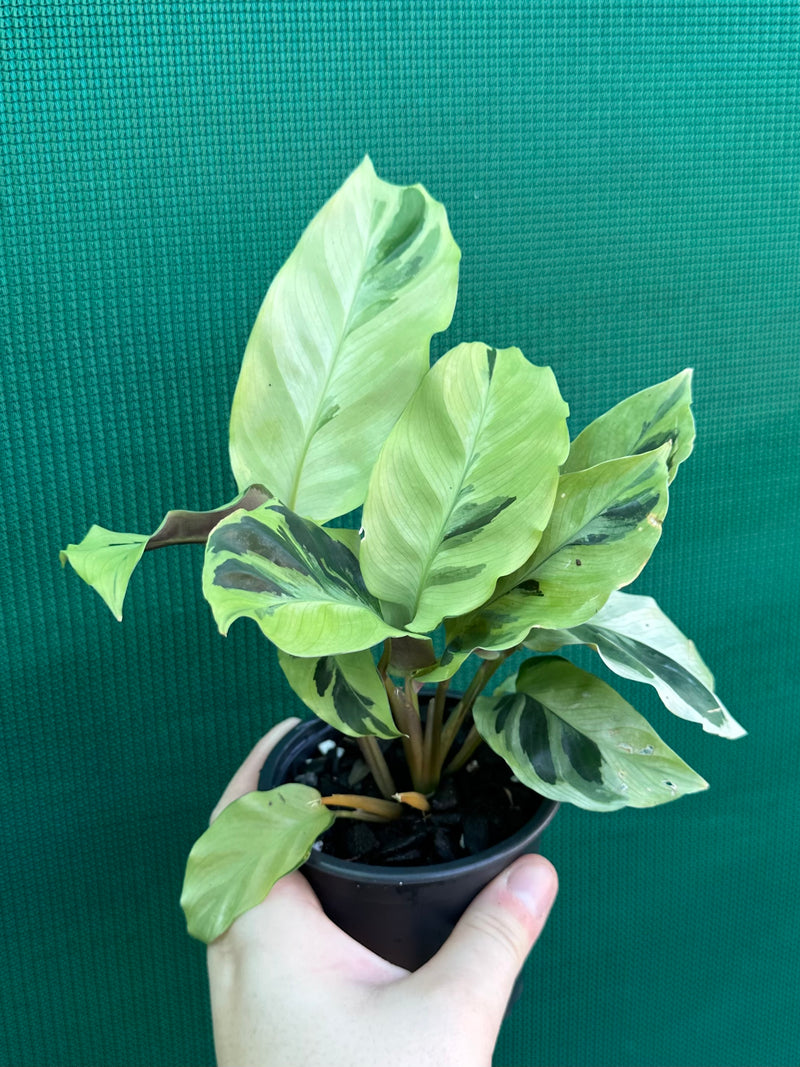Calathea ‘Thai Beauty’