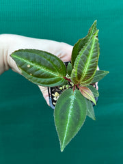 Monolena primuliflora NEW
