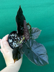 Alocasia Infernalis NEW