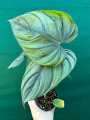 Philodendron ‘El Guapo’ NEW