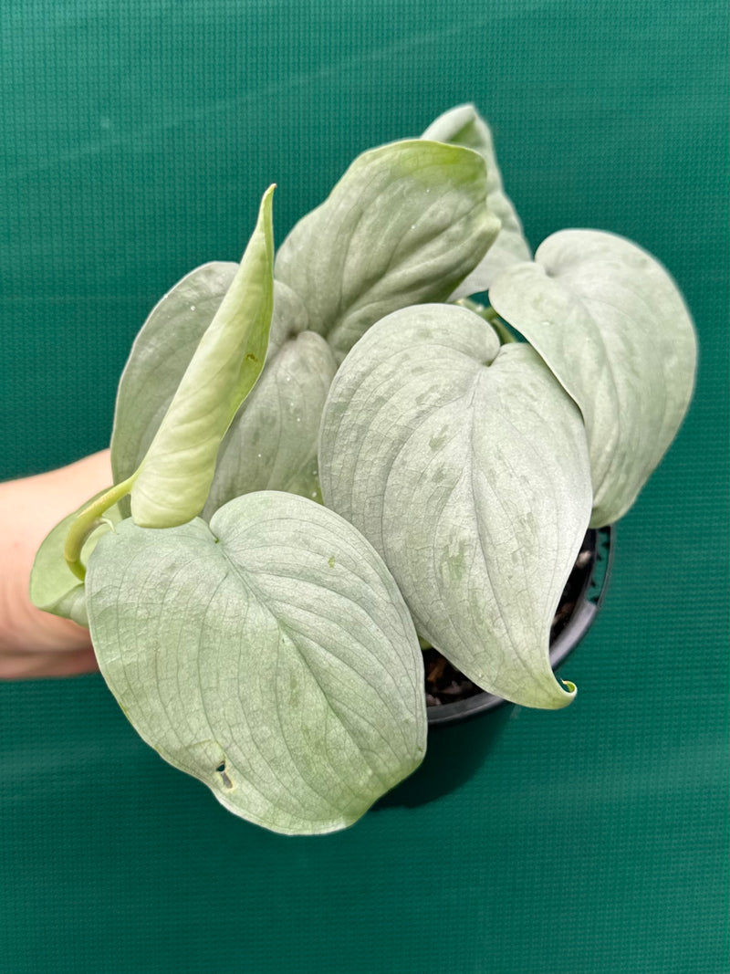 Schindapsus ‘Silver Hero’