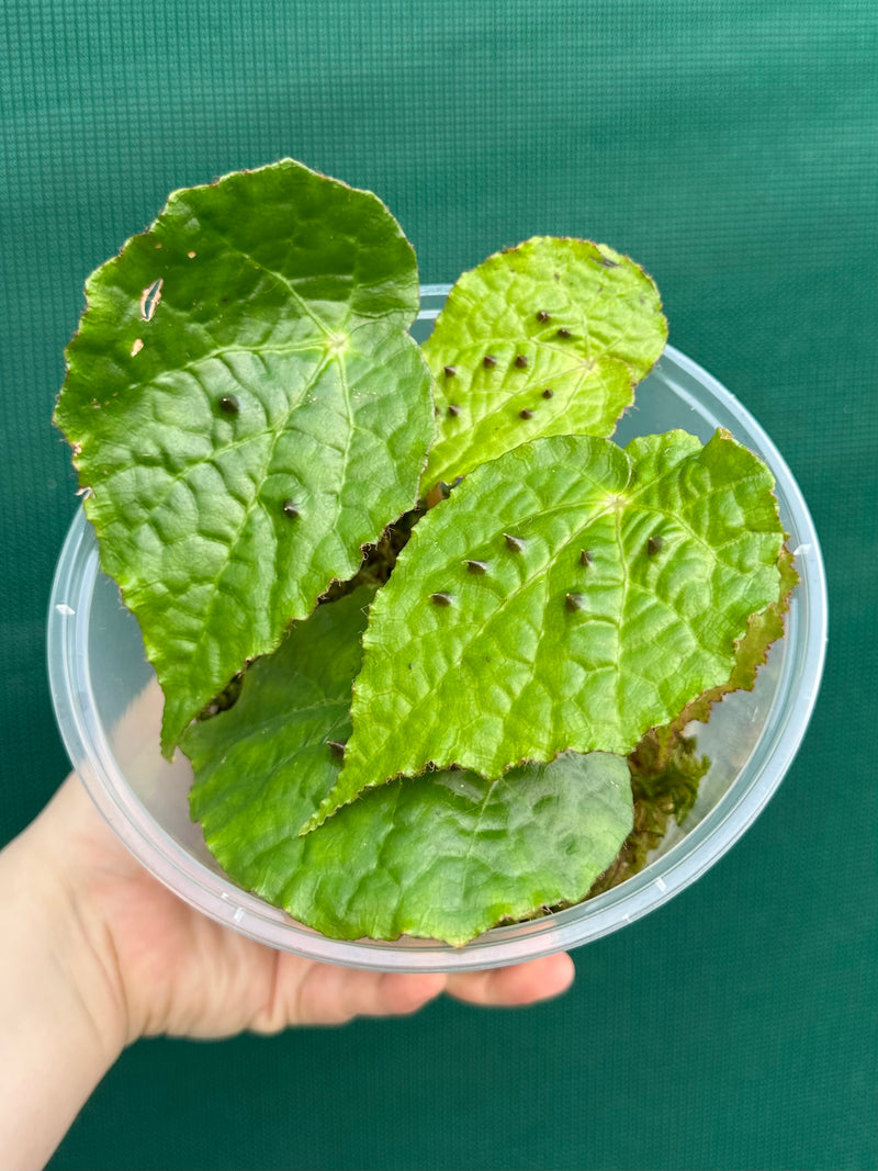 Begonia ferox