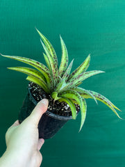 Agave ‘Summer Splice’ NEW