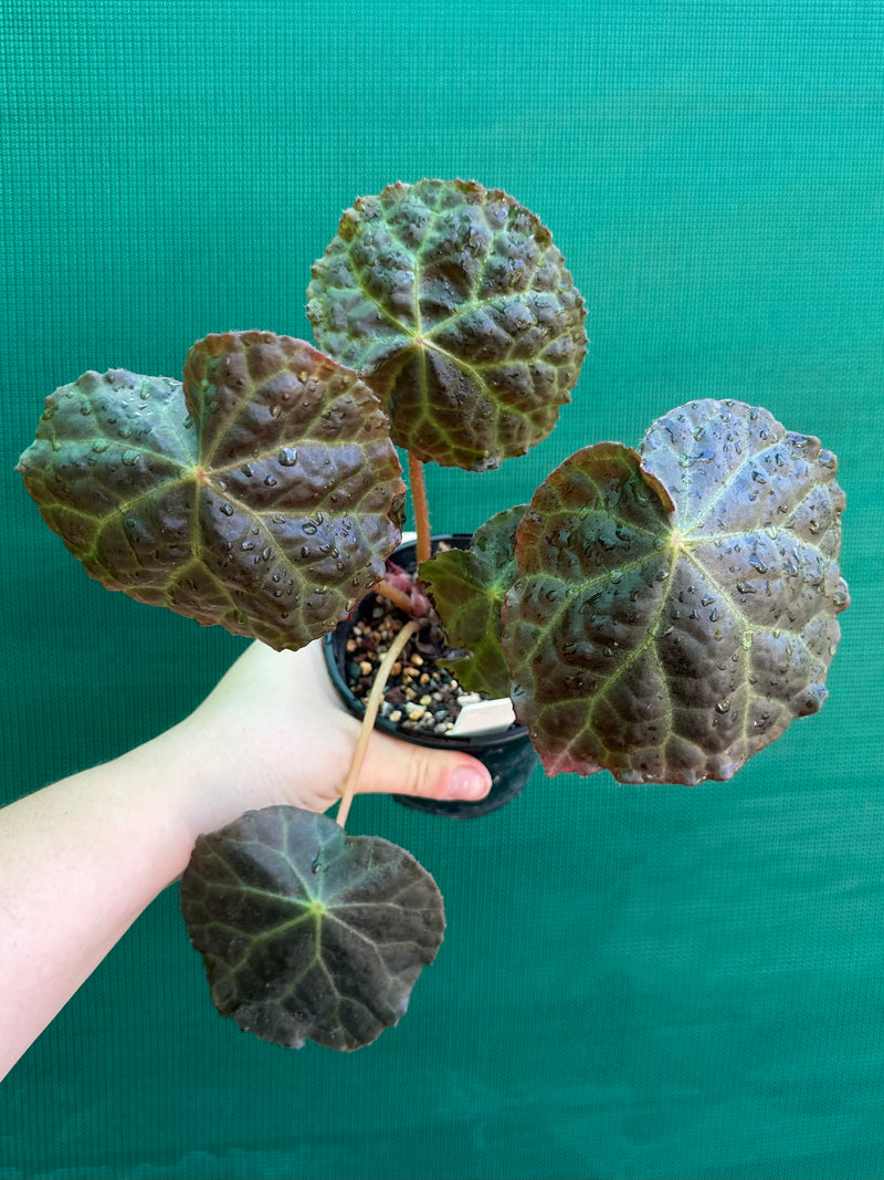 Begonia mumtaz
