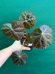 Begonia mumtaz