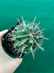 Ferocactus
