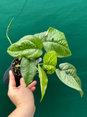 Amydrium ‘Mosaic Silver’
