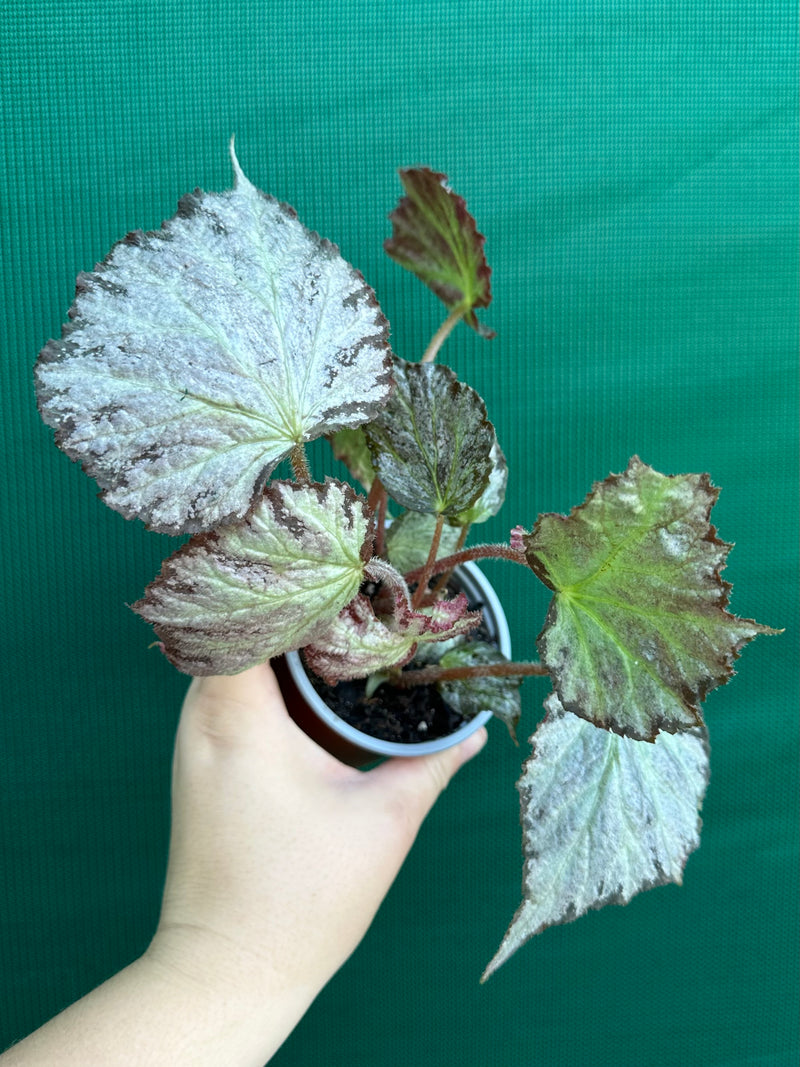 Begonia ‘Blanche’