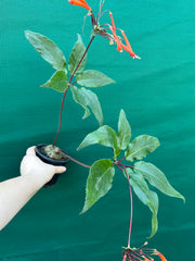Sinningia douglasii NEW