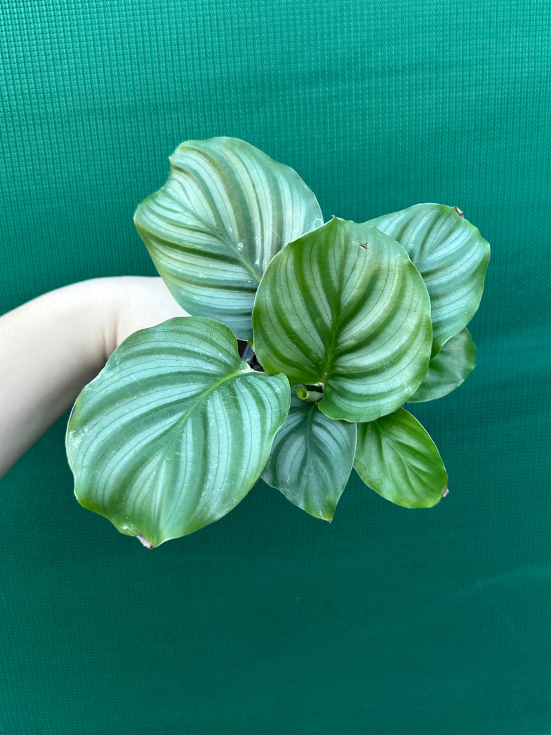 Calathea ‘Orbifolia’