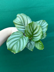 Calathea ‘Orbifolia’