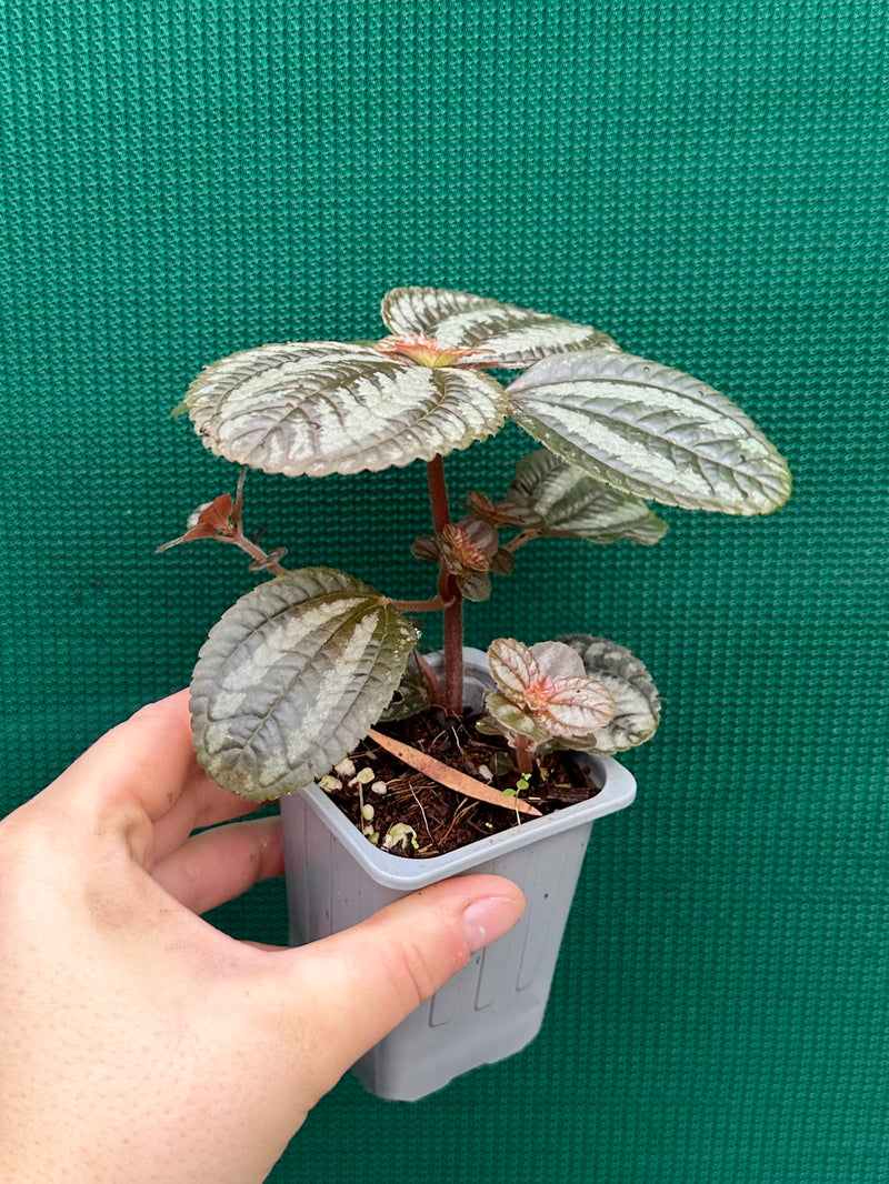 Pilea involucrata ‘Norfolk’