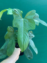 Philodendron Bipennifolium