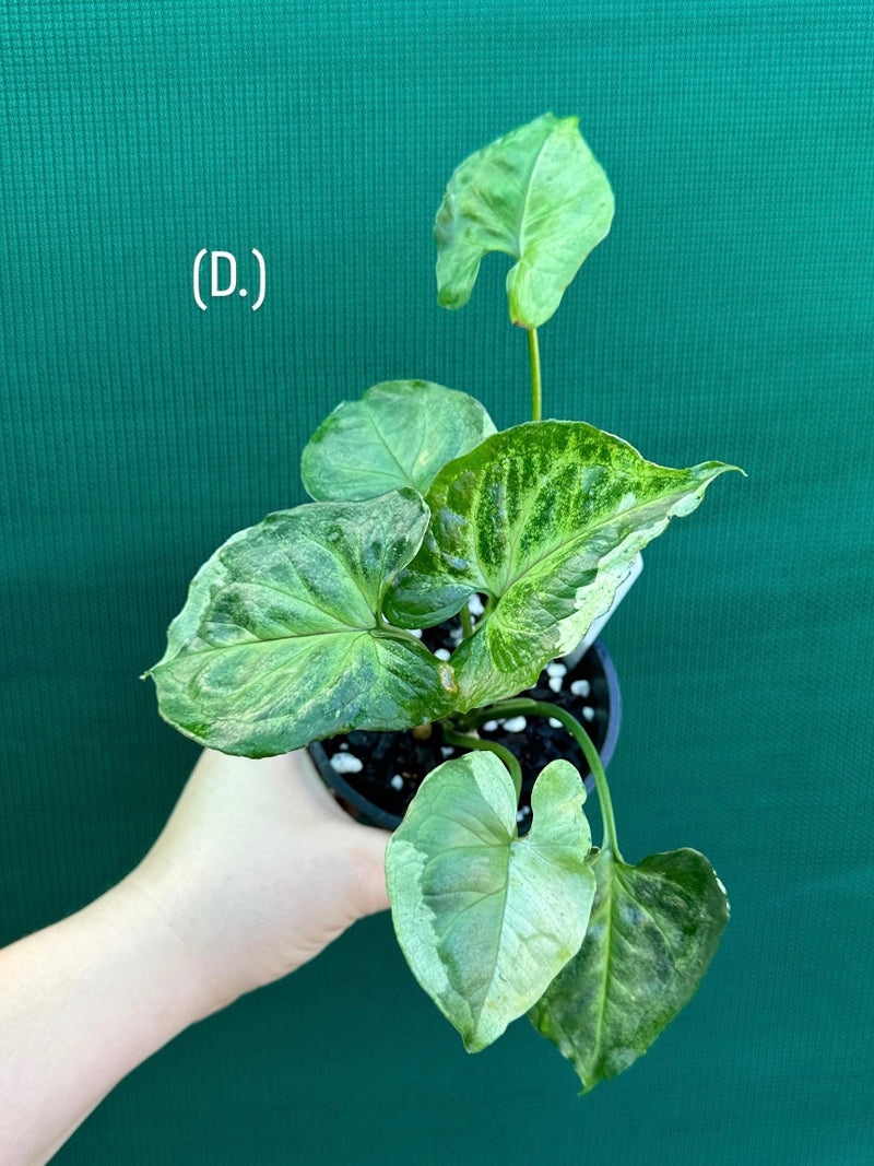 Syngonium 'Green Splash' NEW