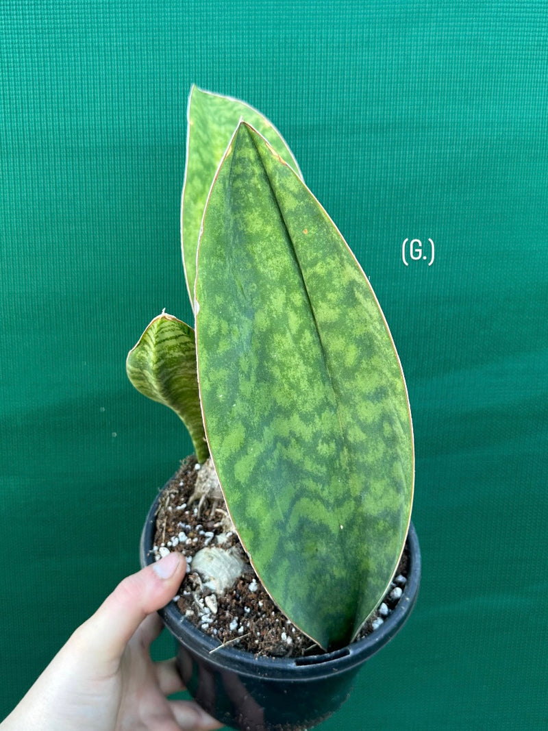 Sansevieria Masoniana ‘Mason’s Congo Paddle’ NEW