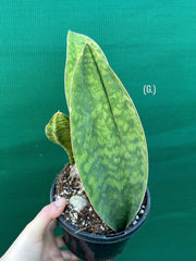 Sansevieria Masoniana ‘Mason’s Congo Paddle’ NEW