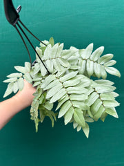 Pellaea ‘Silvery Moon’ NEW