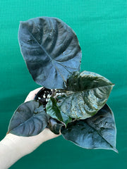 Alocasia Infernalis NEW