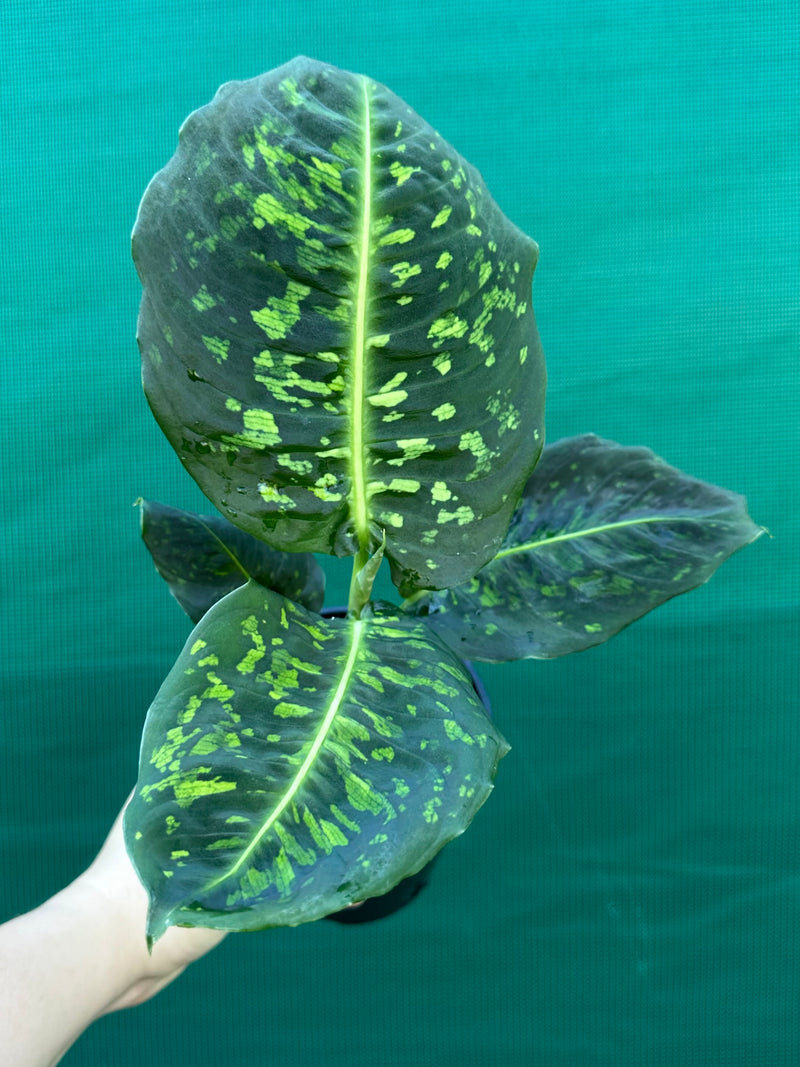 Dieffenbachia 'Reflector'