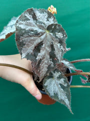 Begonia NOID 6