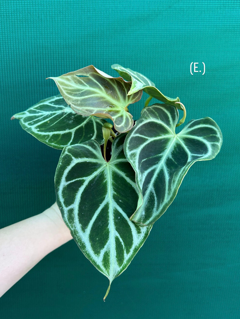 Anthurium crystallinum hybrid NEW
