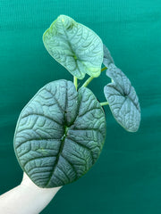 Alocasia ‘Melo’