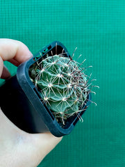 ferocactus hamatacanthus