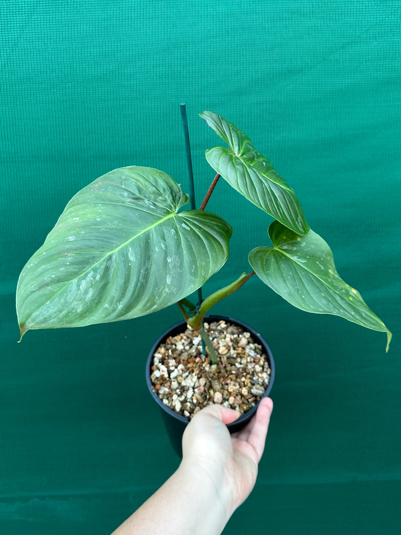 Philodendron 'Majestic' (Verrucosum x Sodiroi)