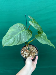 Philodendron 'Majestic' (Verrucosum x Sodiroi)