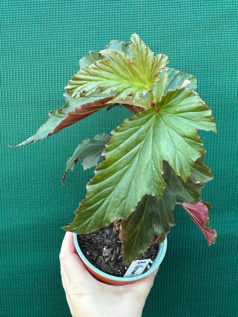 Begonia ‘Norma’s Delight' NEW