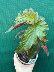 Begonia ‘Norma’s Delight' NEW