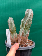 Euphorbia Horrida Hybrid NEW